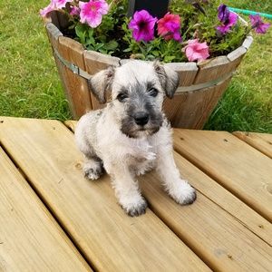 Meet your Posher, Mackenzie